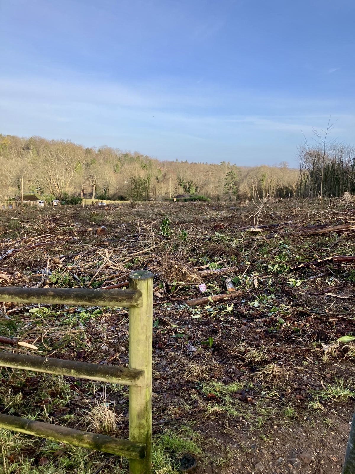 Tree Felling on Green Dene